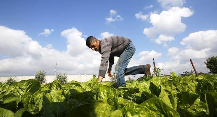 Gaza Farmers Risk Their Lives to Work on Their Land
